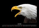 Adler Fotokalender 2026 - 7