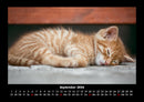 Für Katzenfreunde Fotokalender 2026 - 9