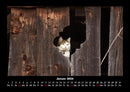 Für Katzenfreunde Fotokalender 2026 - 1