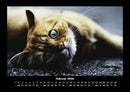 Für Katzenfreunde Fotokalender 2026 - 2