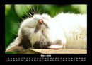 Für Katzenfreunde Fotokalender 2026 - 3