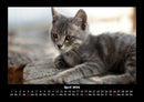 Für Katzenfreunde Fotokalender 2026 - 4