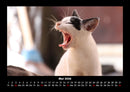 Für Katzenfreunde Fotokalender 2026 - 5
