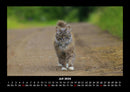 Für Katzenfreunde Fotokalender 2026 - 7