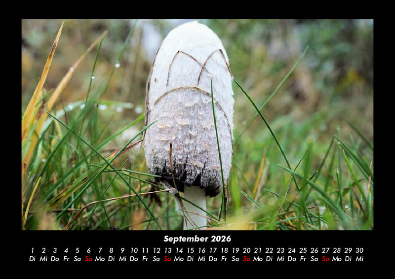 Pilzkalender Fotokalender 2026 - 9