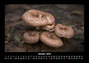 Pilzkalender Fotokalender 2026 - 10