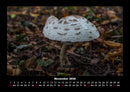 Pilzkalender Fotokalender 2026 - 11
