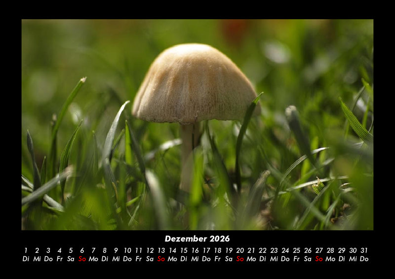 Pilzkalender Fotokalender 2026 - 12
