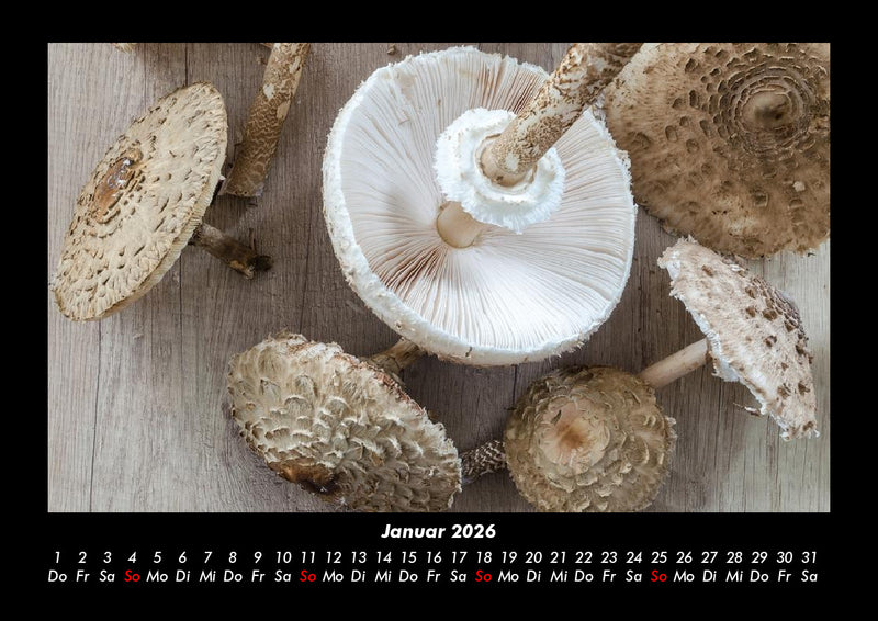 Pilzkalender Fotokalender 2026 - 1