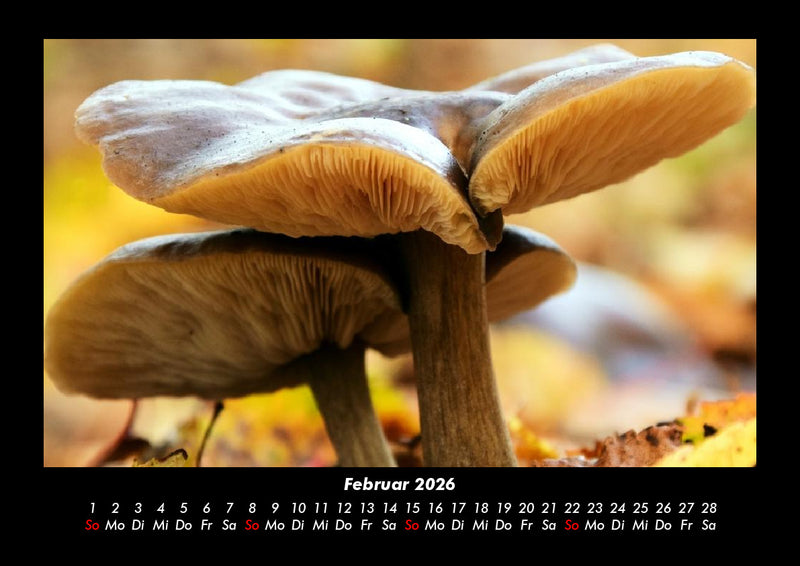 Pilzkalender Fotokalender 2026 - 2