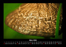 Pilzkalender Fotokalender 2026 - 3