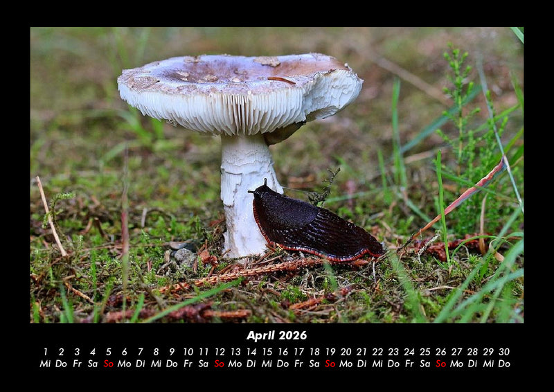 Pilzkalender Fotokalender 2026 - 4