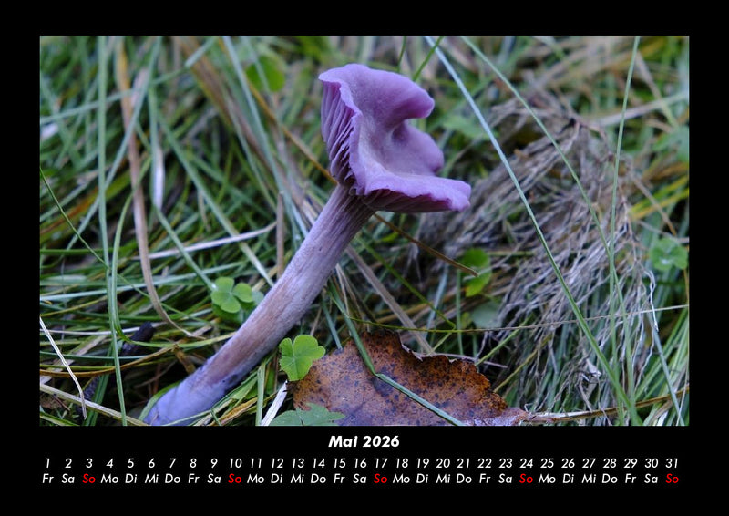 Pilzkalender Fotokalender 2026 - 5