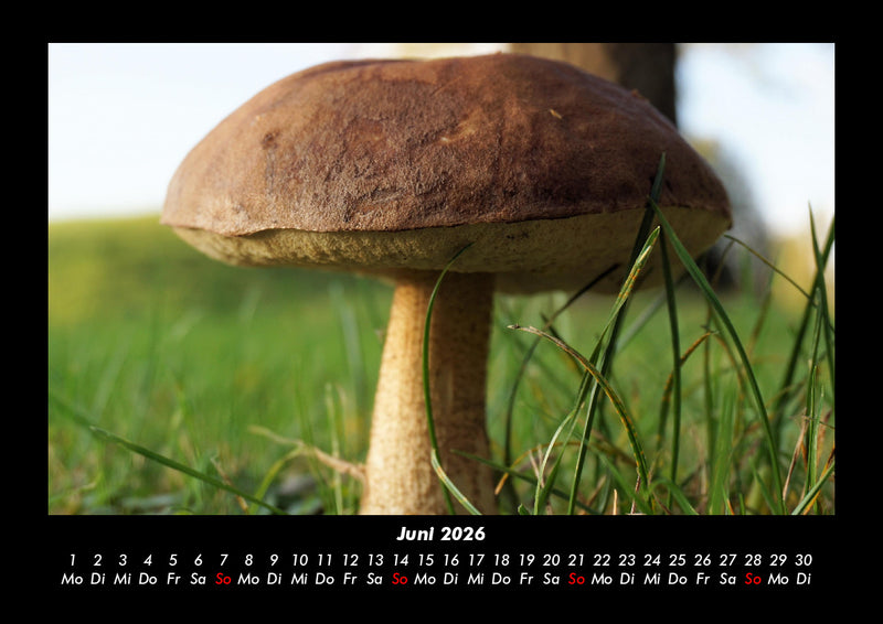 Pilzkalender Fotokalender 2026 - 6
