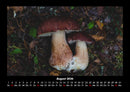 Pilzkalender Fotokalender 2026 - 8