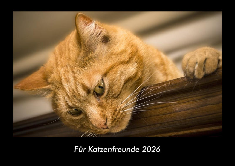 Für Katzenfreunde Fotokalender 2026 - Hauptbild