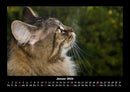 Für Katzenfreunde Fotokalender 2026 - 1