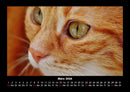 Für Katzenfreunde Fotokalender 2026 - 3