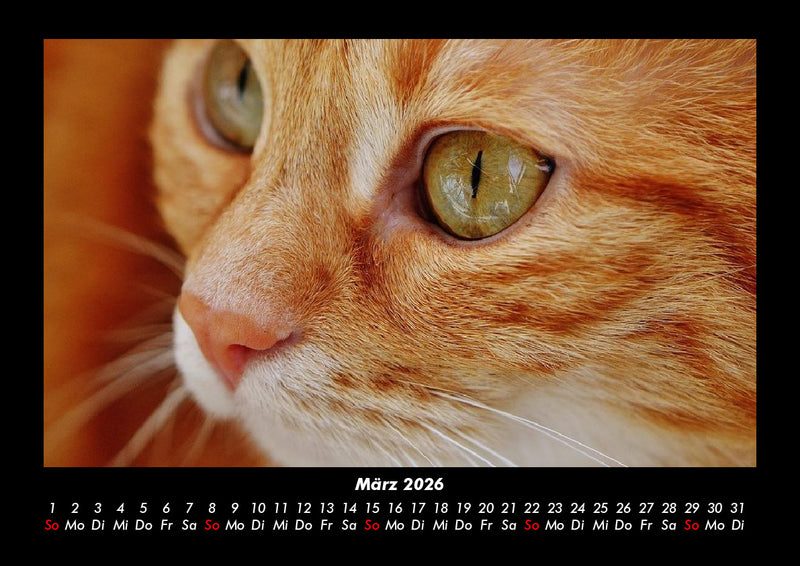 Für Katzenfreunde Fotokalender 2026 - 3
