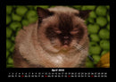 Für Katzenfreunde Fotokalender 2026 - 4