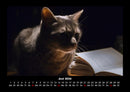Für Katzenfreunde Fotokalender 2026 - 6