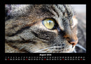 Für Katzenfreunde Fotokalender 2026 - 8