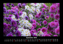 Blumenzauber Fotokalender 2026 - 9