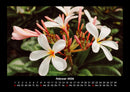 Blumenzauber Fotokalender 2026 - 2