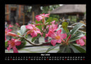 Blumenzauber Fotokalender 2026 - 5