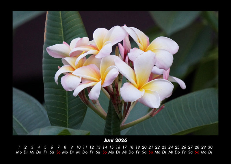 Blumenzauber Fotokalender 2026 - 6