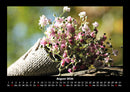 Blumenzauber Fotokalender 2026 - 8