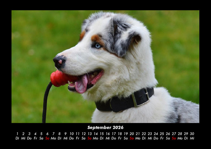 Hundezauber Fotokalender 2026 - 9