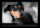 Hundezauber Fotokalender 2026 - 10