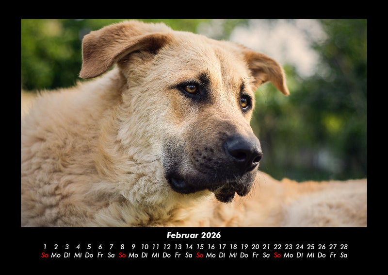 Hundezauber Fotokalender 2026 - 2