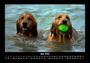 Hundezauber Fotokalender 2026 - 5