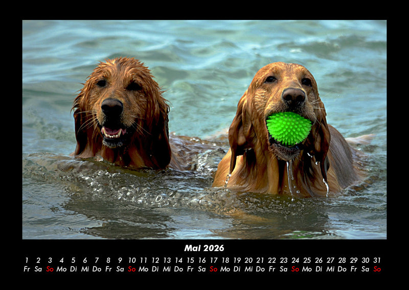 Hundezauber Fotokalender 2026 - 5