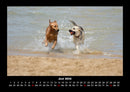 Hundezauber Fotokalender 2026 - 6