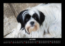 Hundezauber Fotokalender 2026 - 7
