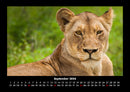 Der Tierkalender Fotokalender 2026 - 9