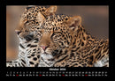 Der Tierkalender Fotokalender 2026 - 10