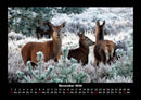 Der Tierkalender Fotokalender 2026 - 11