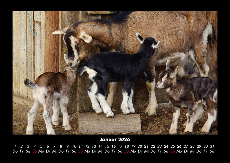Der Tierkalender Fotokalender 2026 - 1