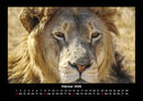 Der Tierkalender Fotokalender 2026 - 2