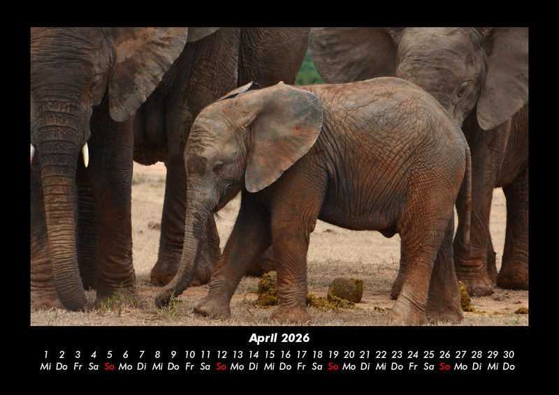 Der Tierkalender Fotokalender 2026 - 4