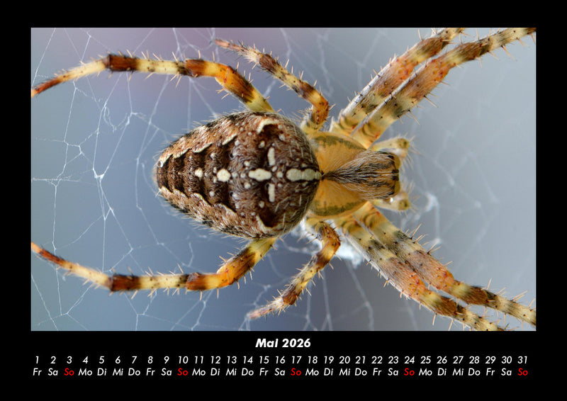 Der Tierkalender Fotokalender 2026 - 5