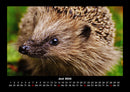 Der Tierkalender Fotokalender 2026 - 6