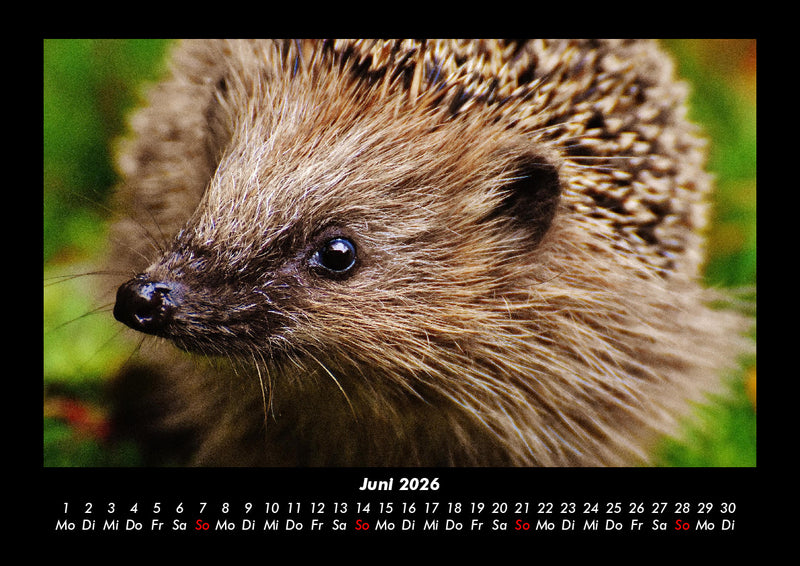 Der Tierkalender Fotokalender 2026 - 6