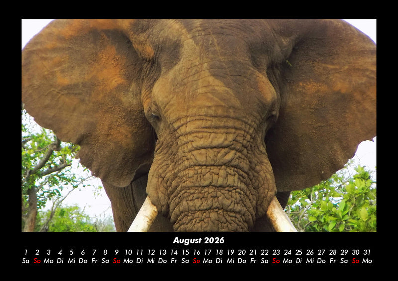 Der Tierkalender Fotokalender 2026 - 8