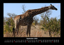 Giraffen Fotokalender 2026 - 9