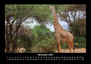 Giraffen Fotokalender 2026 - 11